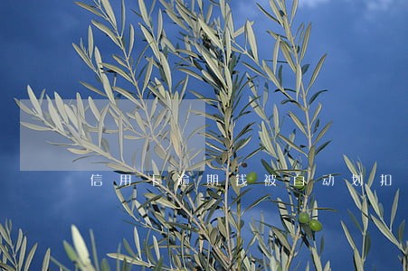 信用卡逾期钱被自动划扣 信用卡逾期钱被自动划扣