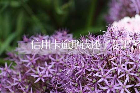 信用卡逾期钱还了怎黑名单 信用卡逾期钱还了怎黑名单