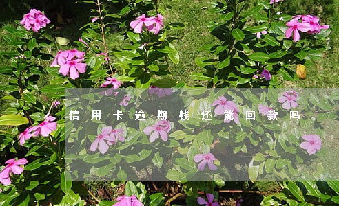 信用卡逾期钱还能回款吗 信用卡逾期钱还能回款吗