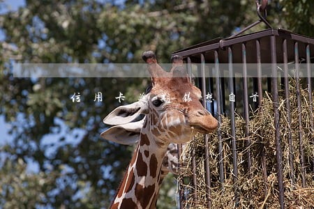 信用卡逾期银想自首 信用卡逾期银想自首