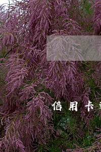 信用卡逾期银行上门如何应对 信用卡逾期银行上门如何应对
