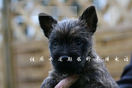 信用卡逾期银行不接电话 信用卡逾期银行不接电话