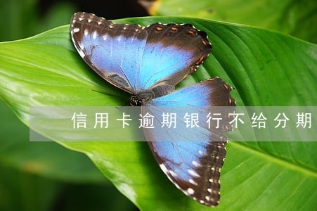 信用卡逾期银行不给分期怎么解决
