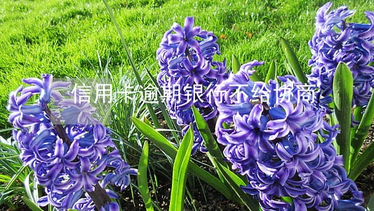 信用卡逾期银行不给协商