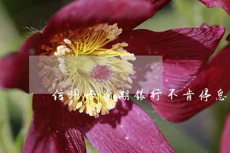 信用卡逾期银行不肯停息怎么办 信用卡逾期银行不肯停息怎么办