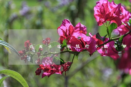 信用卡逾期银行不能分期付款