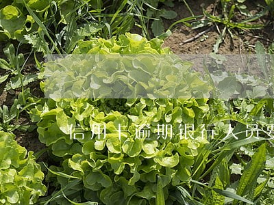 信用卡逾期银行人员要具体地址 信用卡逾期银行人员要具体地址