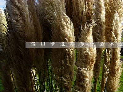 信用卡逾期银行会不会上门核实 信用卡逾期银行会不会上门核实