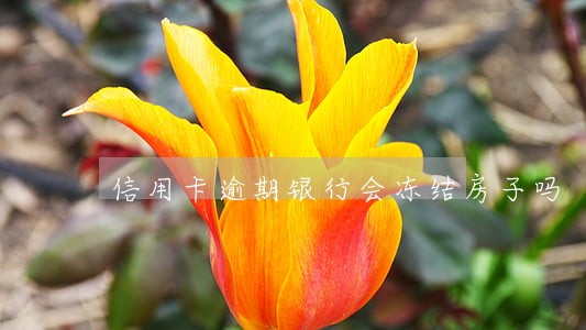 信用卡逾期银行会冻结房子吗 信用卡逾期银行会冻结房子吗