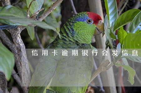 信用卡逾期银行会发信息提醒吗 信用卡逾期银行会发信息提醒吗