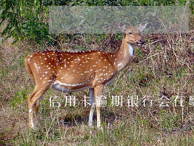 信用卡逾期银行会在哪里起诉 信用卡逾期银行会在哪里起诉