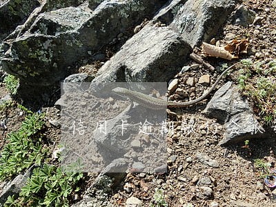 信用卡逾期银行会派专员处理吗 信用卡逾期银行会派专员处理吗