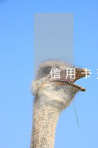 信用卡逾期银行会申请保全吗 信用卡逾期银行会申请保全吗