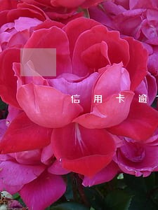 信用卡逾期银行会直接报警吗