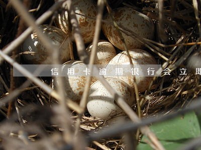 信用卡逾期银行会立即起诉吗 信用卡逾期银行会立即起诉吗