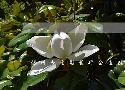 信用卡逾期银行会通知家人吗 信用卡逾期银行会通知家人吗