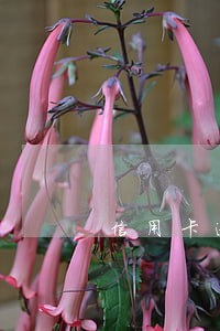 信用卡逾期银行会通知村里吗