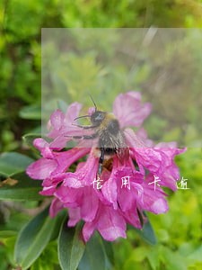 信用卡逾期银行会邮寄船票吗 信用卡逾期银行会邮寄船票吗