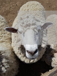 信用卡逾期银行传唤 信用卡逾期银行传唤