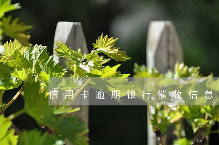 信用卡逾期银行催收信息 信用卡逾期银行催收信息