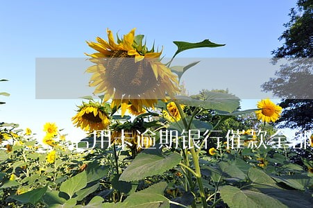 信用卡逾期银行催款全部还清