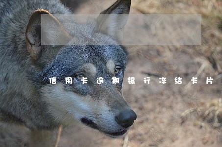 信用卡逾期银行冻结卡片怎么办 信用卡逾期银行冻结卡片怎么办