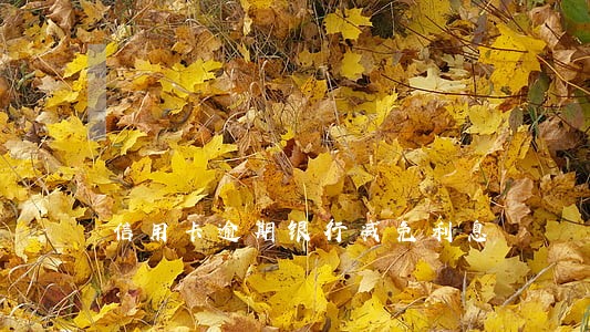 信用卡逾期银行减免利息