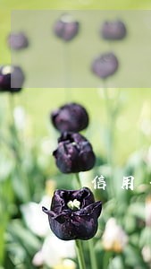 信用卡逾期银行分期电话 信用卡逾期银行分期电话