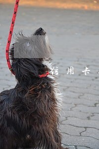 信用卡逾期银行协商书 信用卡逾期银行协商书