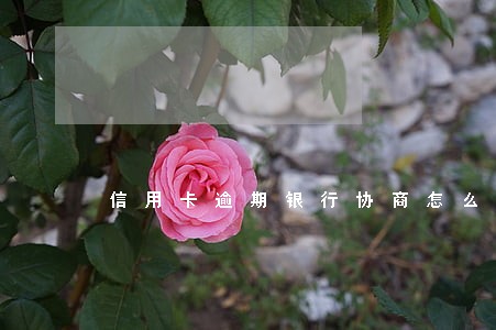 信用卡逾期银行协商怎么核实 信用卡逾期银行协商怎么核实