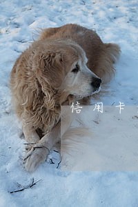 信用卡逾期银行卡不会划扣吧 信用卡逾期银行卡不会划扣吧