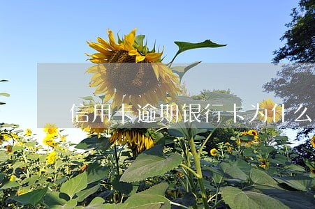 信用卡逾期银行卡为什么被冻结 信用卡逾期银行卡为什么被冻结