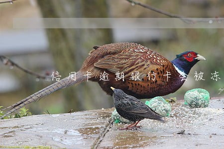 信用卡逾期银行卡会被冻结怎么办