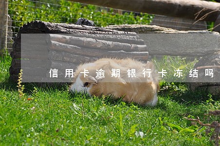 信用卡逾期银行卡冻结吗