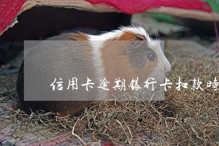 信用卡逾期银行卡扣款时间点 信用卡逾期银行卡扣款时间点