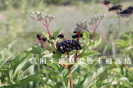 信用卡逾期银行卡被冻结怎么解冻 信用卡逾期银行卡被冻结怎么解冻
