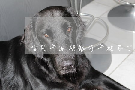 信用卡逾期银行卡被吞了 信用卡逾期银行卡被吞了