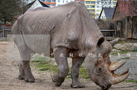 信用卡逾期银行发信息骚扰家人 信用卡逾期银行发信息骚扰家人