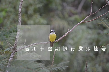 信用卡逾期银行发来挂号信
