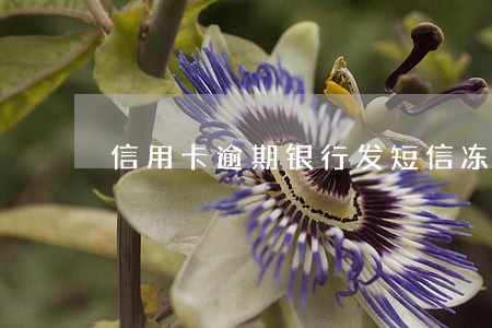 信用卡逾期银行发短信冻结账号 信用卡逾期银行发短信冻结账号