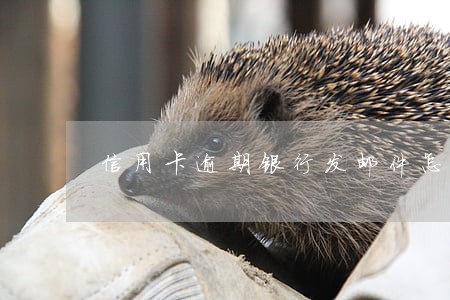 信用卡逾期银行发邮件怎么办 信用卡逾期银行发邮件怎么办