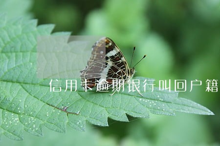 信用卡逾期银行叫回户籍地 信用卡逾期银行叫回户籍地