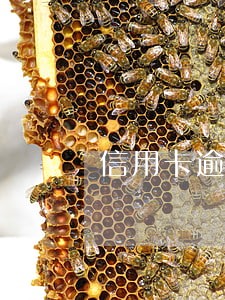 信用卡逾期银行叫我找法律援助 信用卡逾期银行叫我找法律援助