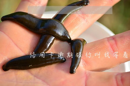 信用卡逾期银行叫我等着坐牢