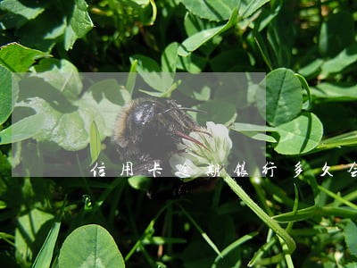 信用卡逾期银行多久会诉讼处理 信用卡逾期银行多久会诉讼处理
