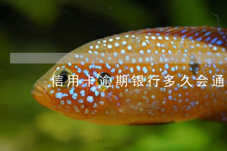 信用卡逾期银行多久会通知本人 信用卡逾期银行多久会通知本人