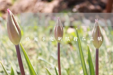 信用卡逾期银行已注销 信用卡逾期银行已注销