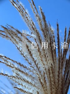 信用卡逾期银行已经报警怎么办