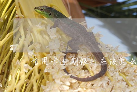 信用卡逾期银行应该怎么做 信用卡逾期银行应该怎么做