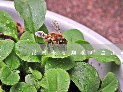 信用卡逾期银行应该电话提示么
